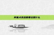柯基犬洗澡需要注意什么