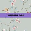  袖珍狗是什么品种