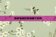 佛鳄龟和巴西龟哪个好养