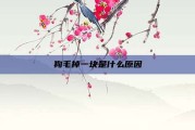 狗毛掉一块是什么原因