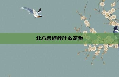 北方合适养什么宠物