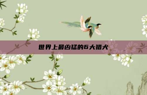 世界上最凶猛的6大猎犬