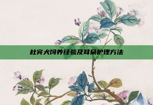 杜宾犬饲养经验及耳朵护理方法