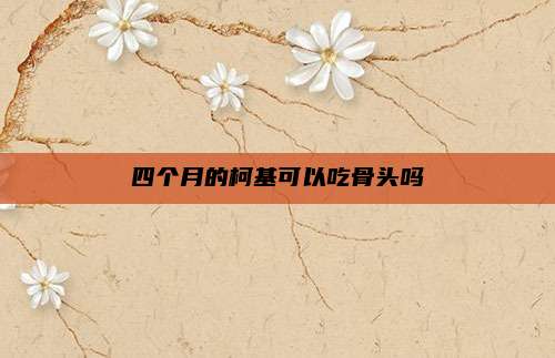 四个月的柯基可以吃骨头吗
