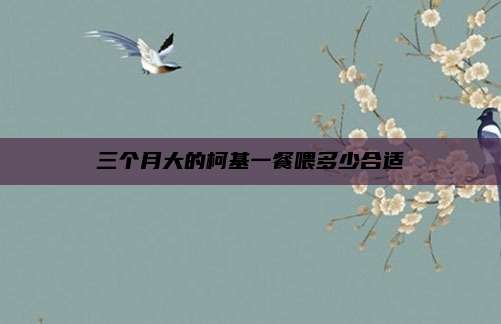 三个月大的柯基一餐喂多少合适