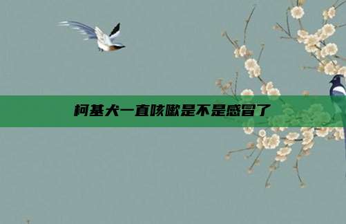 柯基犬一直咳嗽是不是感冒了