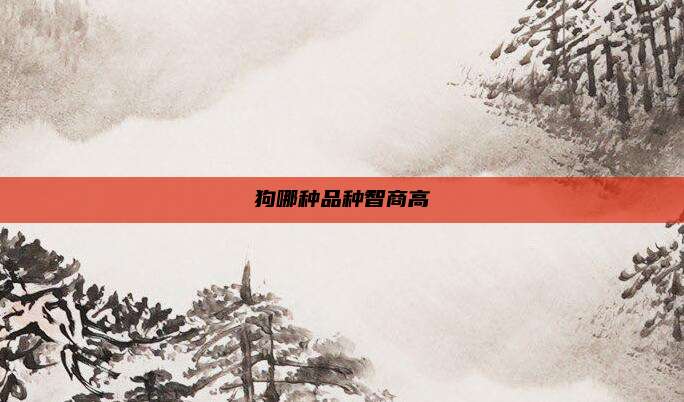 狗哪种品种智商高