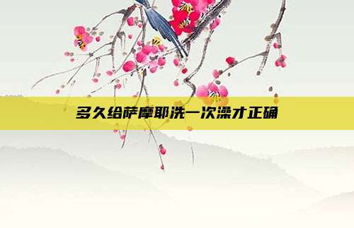多久给萨摩耶洗一次澡才正确