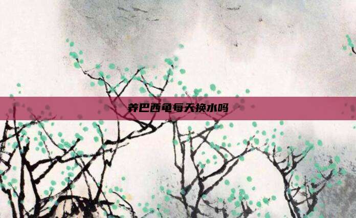 养巴西龟每天换水吗