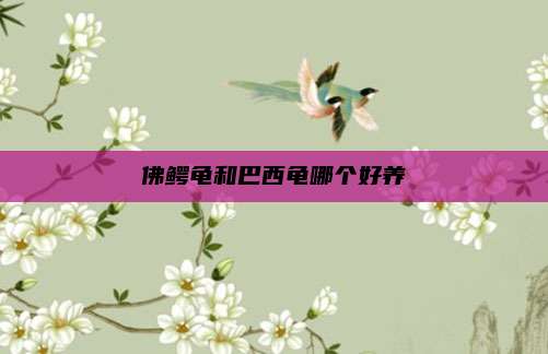 佛鳄龟和巴西龟哪个好养