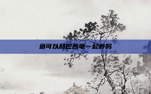 鱼可以和巴西龟一起养吗