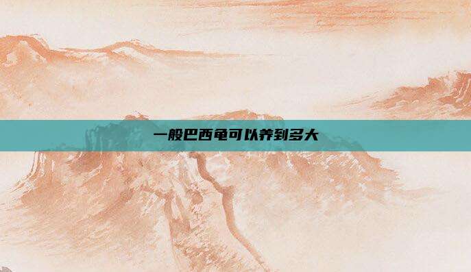 一般巴西龟可以养到多大