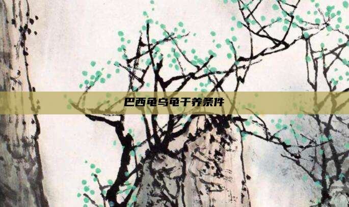 巴西龟乌龟干养条件