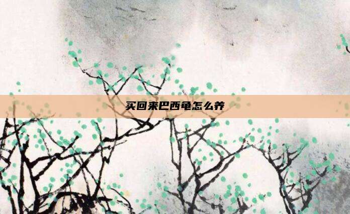 买回来巴西龟怎么养