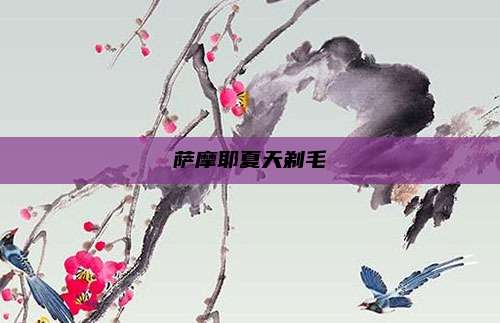 萨摩耶夏天剃毛