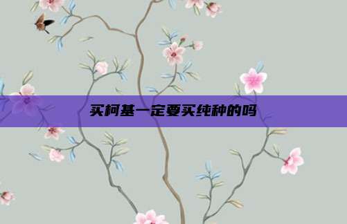 买柯基一定要买纯种的吗