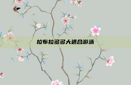 拉布拉多多大适合游泳