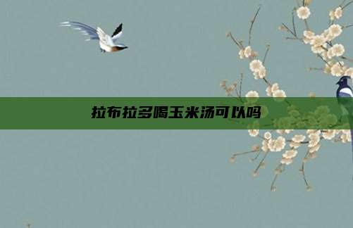 拉布拉多喝玉米汤可以吗