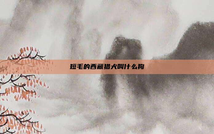 短毛的西藏猎犬叫什么狗