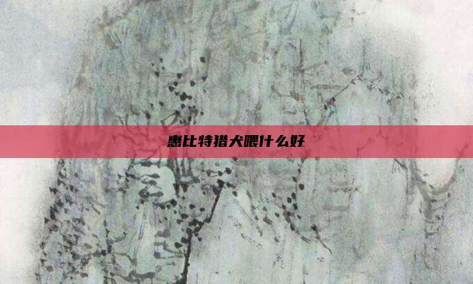 惠比特猎犬喂什么好