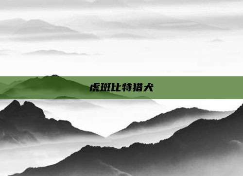 虎斑比特猎犬