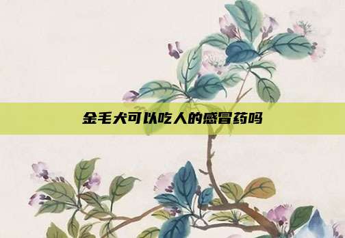金毛犬可以吃人的感冒药吗