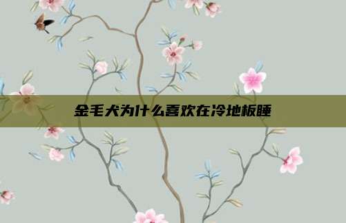 金毛犬为什么喜欢在冷地板睡