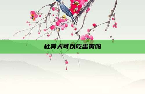 杜宾犬可以吃蛋黄吗