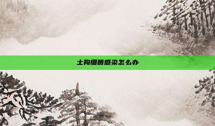 土狗细菌感染怎么办