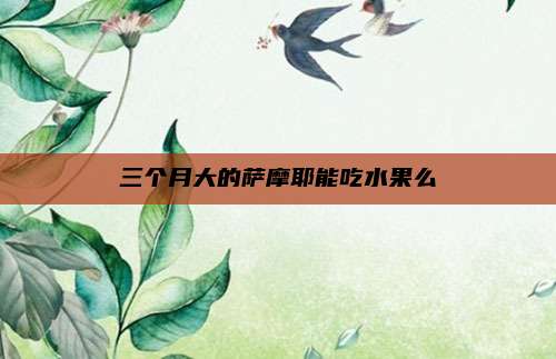 三个月大的萨摩耶能吃水果么