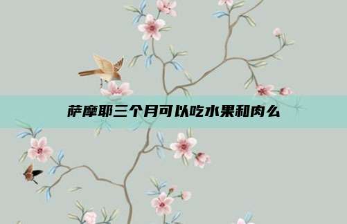 萨摩耶三个月可以吃水果和肉么