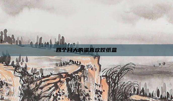 四个月大的猫喜欢咬纸盒