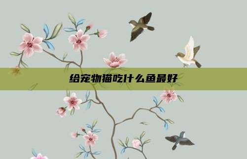 给宠物猫吃什么鱼最好