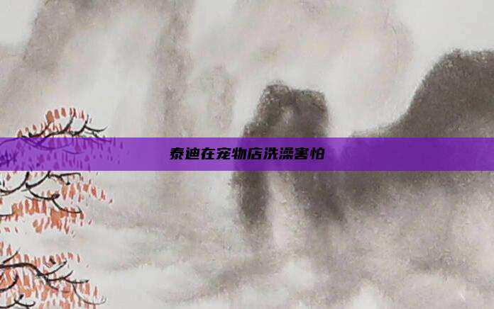 泰迪在宠物店洗澡害怕