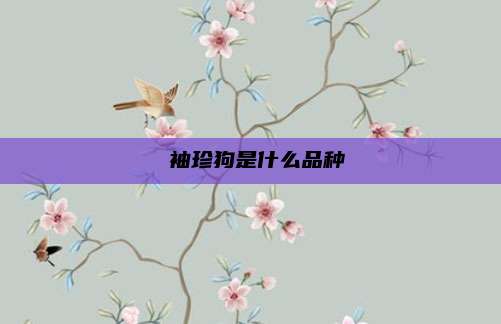  袖珍狗是什么品种