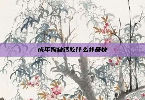 成年狗缺钙吃什么补最快