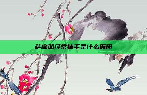 萨摩耶经常掉毛是什么原因