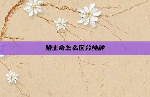哈士奇怎么区分纯种