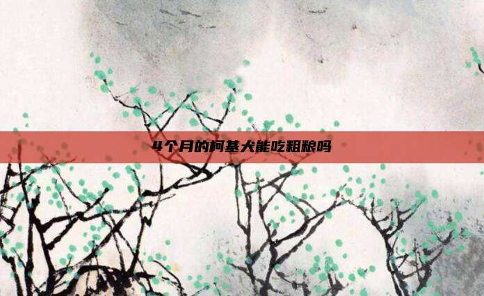 4个月的柯基犬能吃粗粮吗