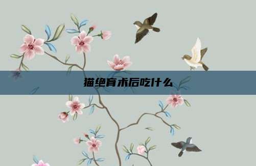 猫绝育术后吃什么