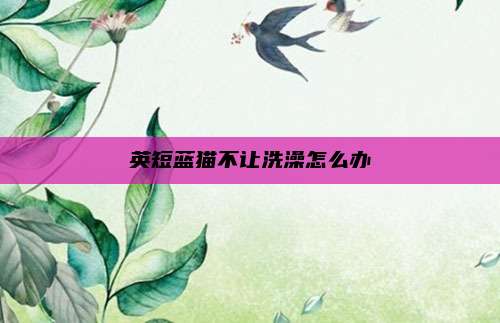 英短蓝猫不让洗澡怎么办