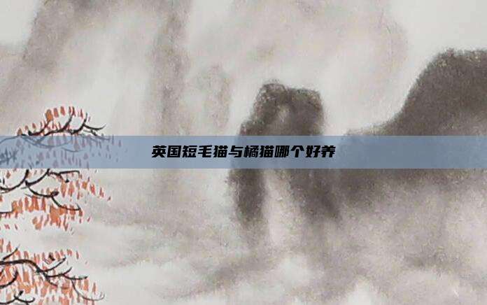 英国短毛猫与橘猫哪个好养