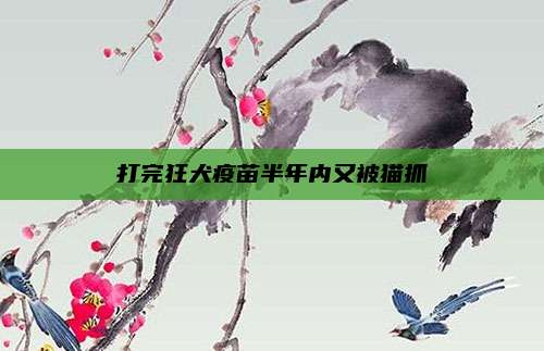 打完狂犬疫苗半年内又被猫抓