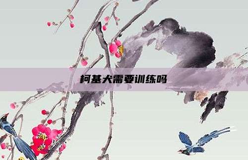 柯基犬需要训练吗