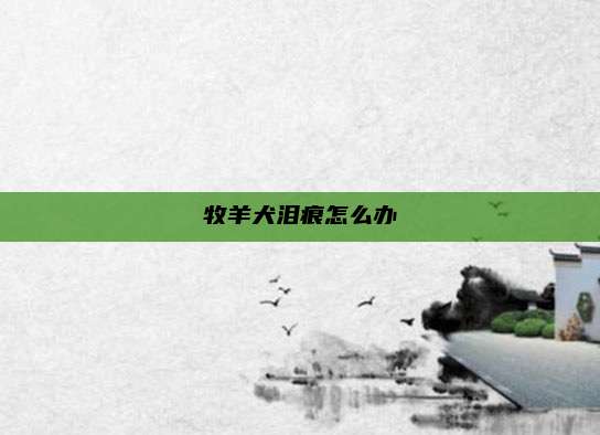 牧羊犬泪痕怎么办