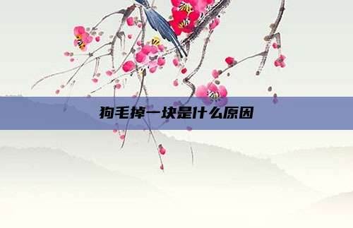 狗毛掉一块是什么原因