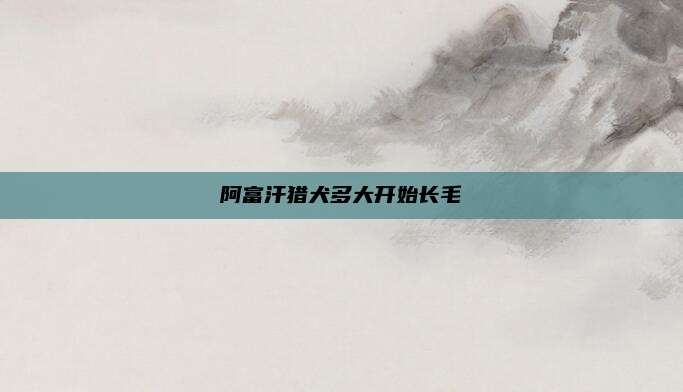阿富汗猎犬多大开始长毛
