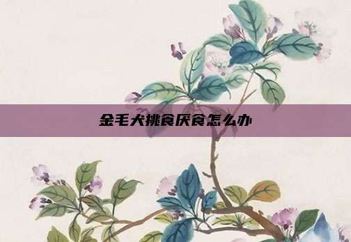 金毛犬挑食厌食怎么办