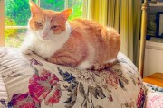 猫咪为什么害怕黄瓜？真相和科学解释