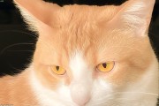 猫咪会来大姨妈吗？母猫生理知识科普